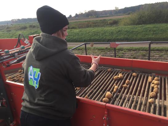 Leerling op tractor bij rooien van aardappelen