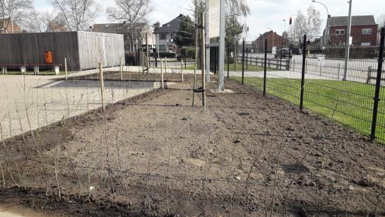 Haag planten langs de speelplaats op campus 't Lab